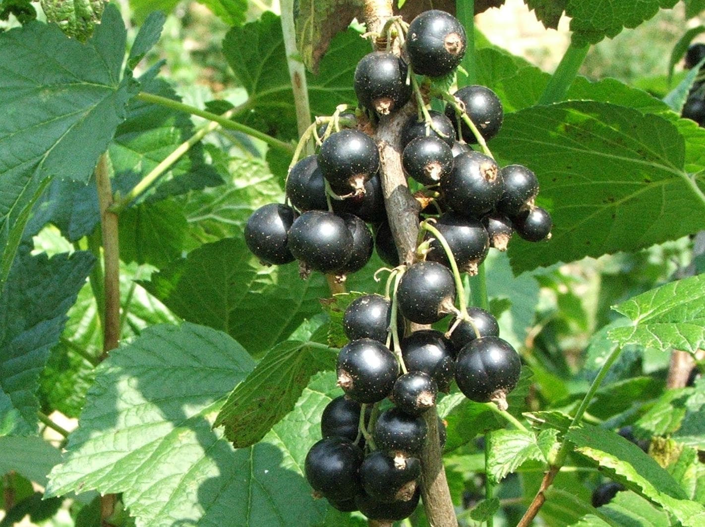 black currant (raw)