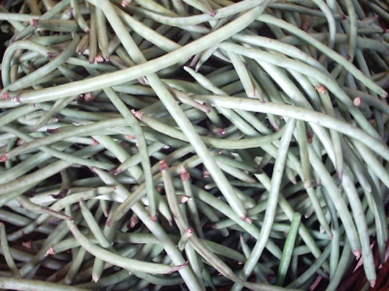 cowpea