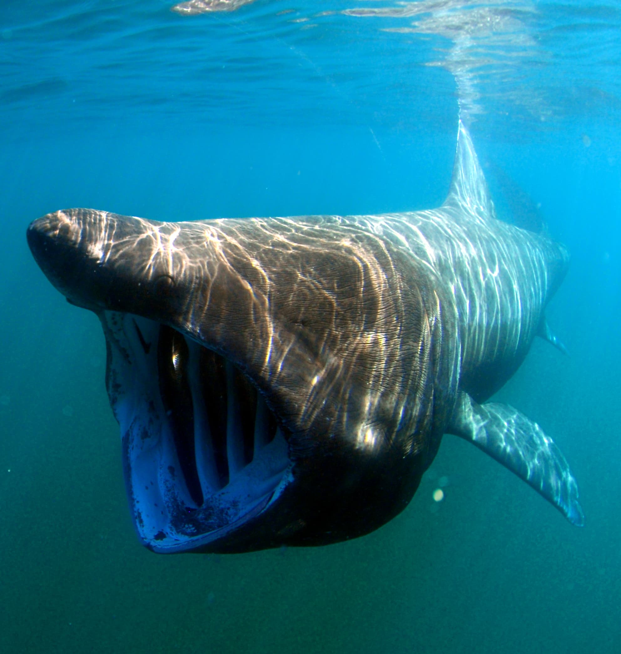 shark liver oil