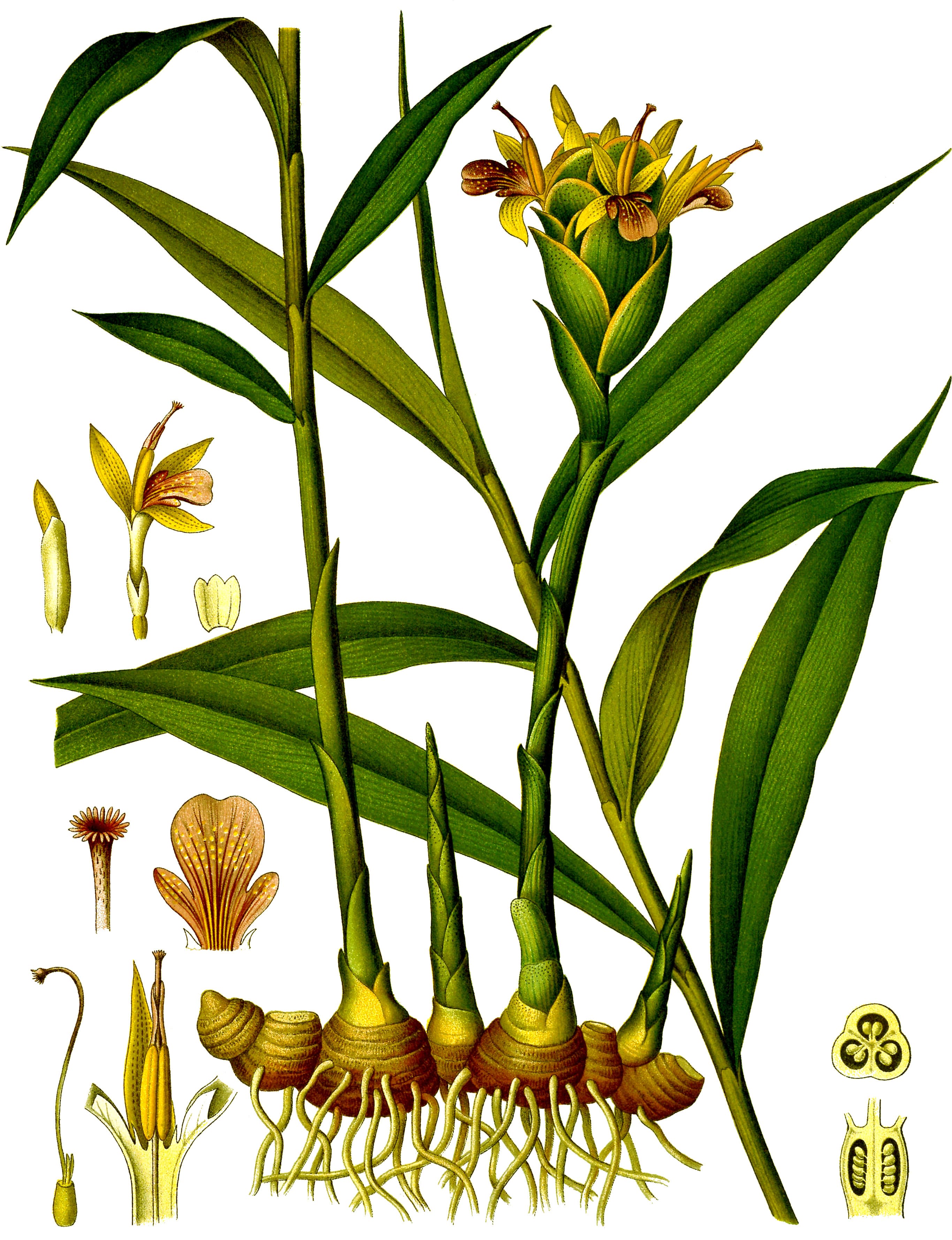 ginger root (whole or pieces)