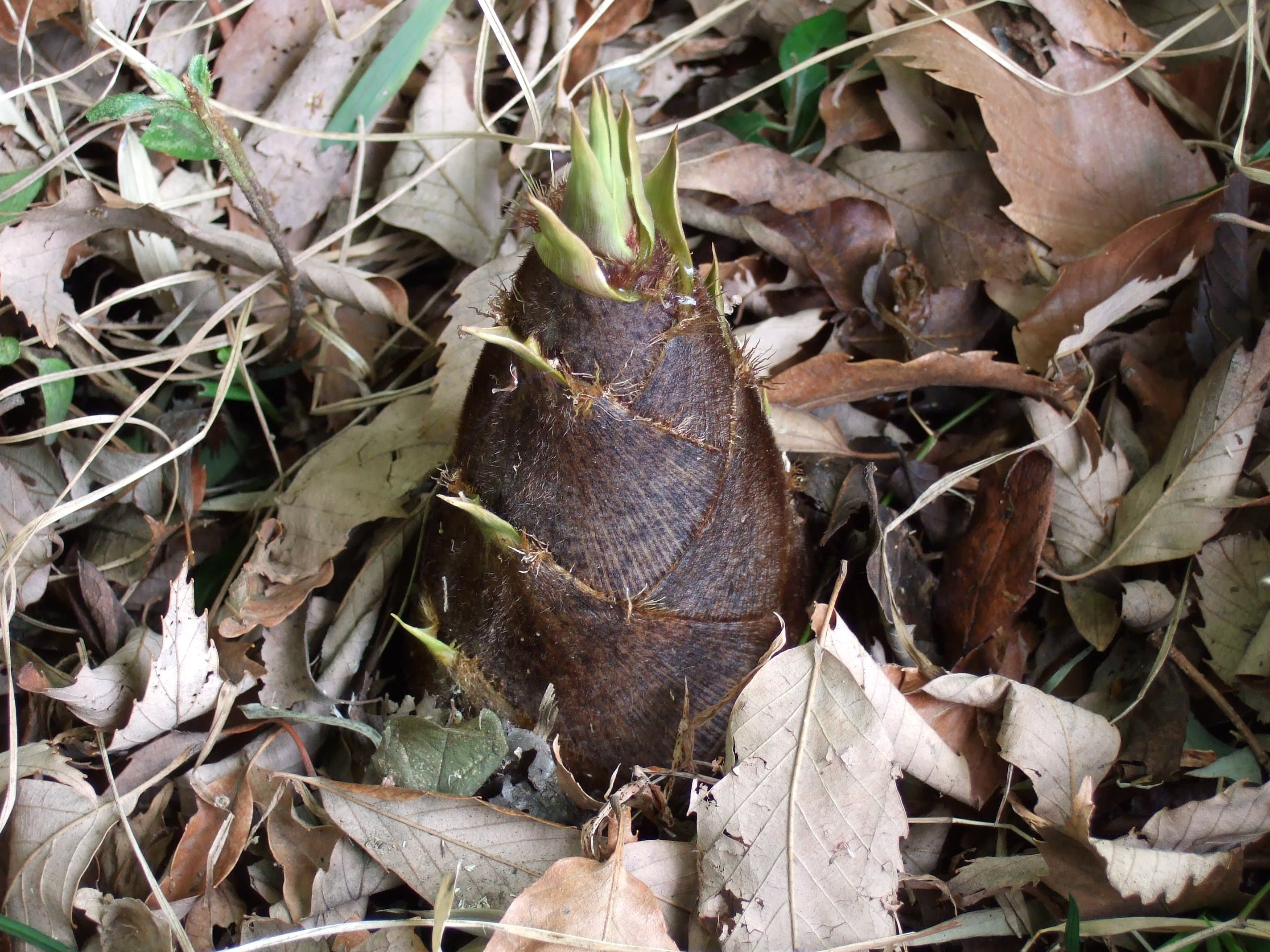 bamboo shoot (raw)