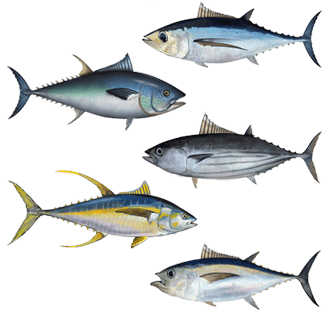 tuna (white, solid pack, canned in water)
