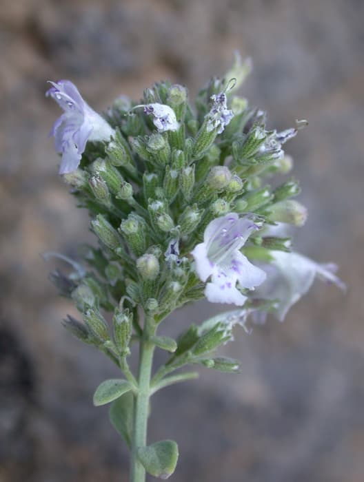 Micromeria fruticosa