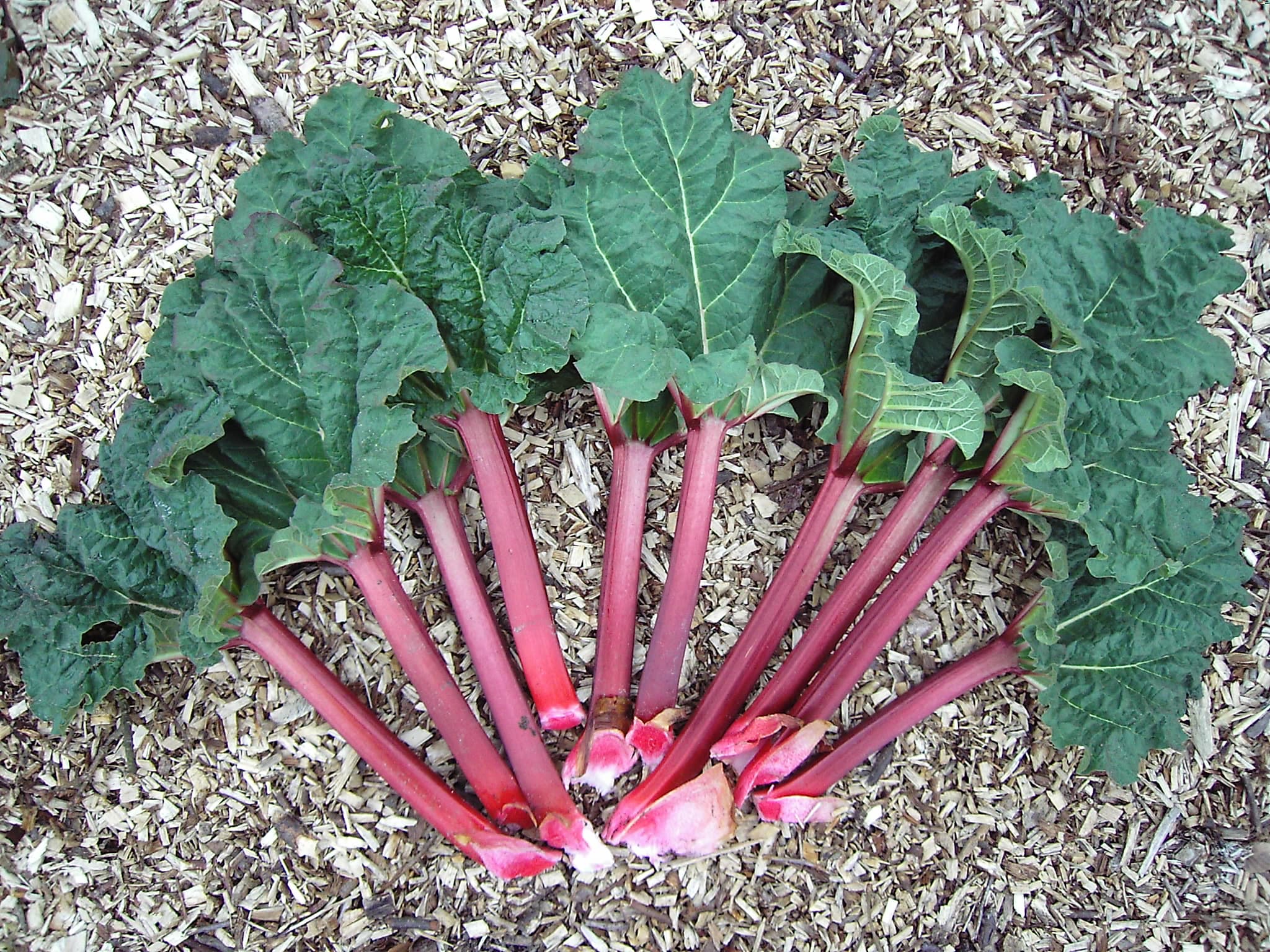 Garden rhubarb