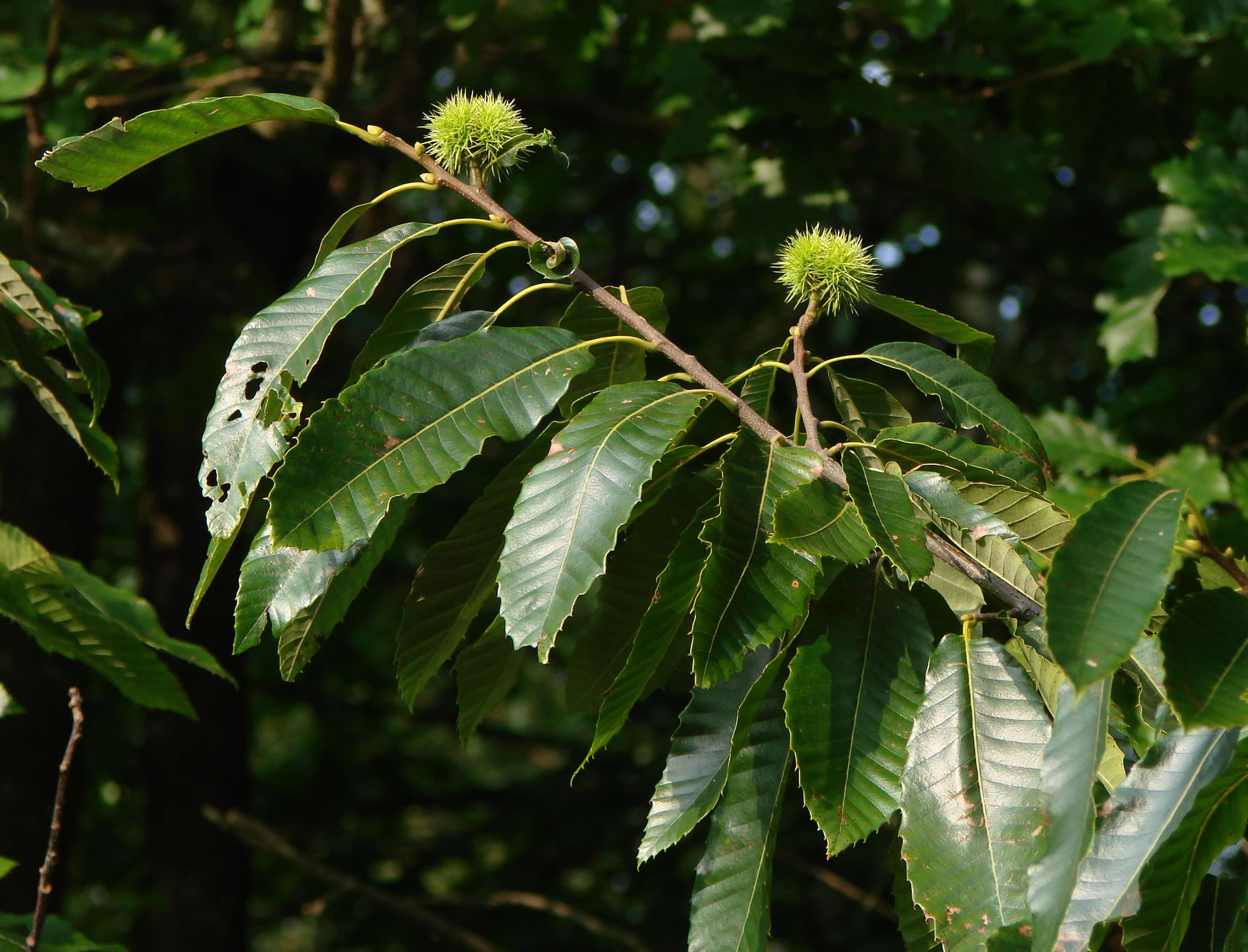 Chestnut