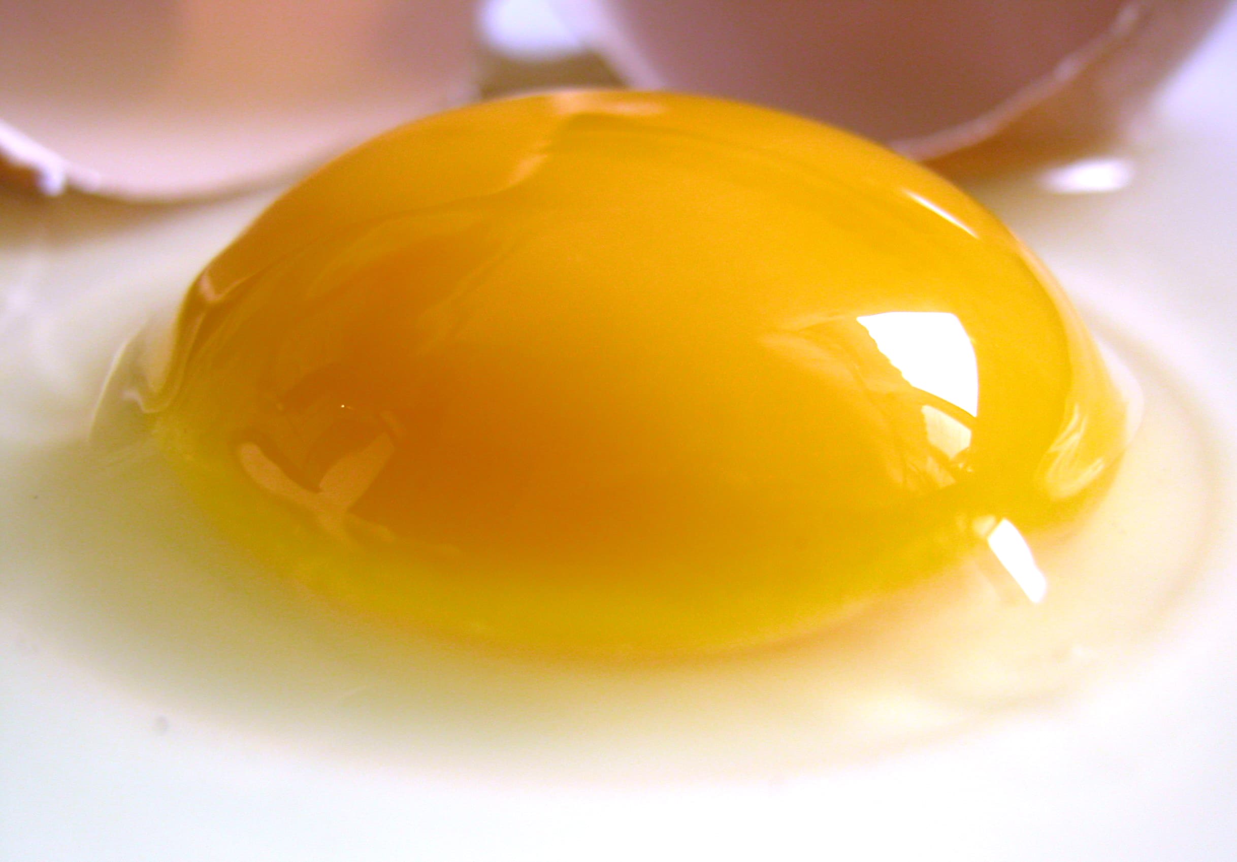 yolk