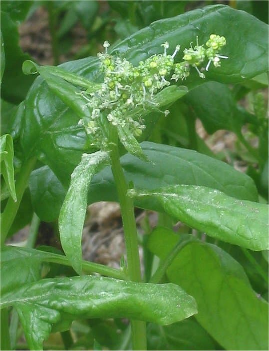 Spinach, mature
