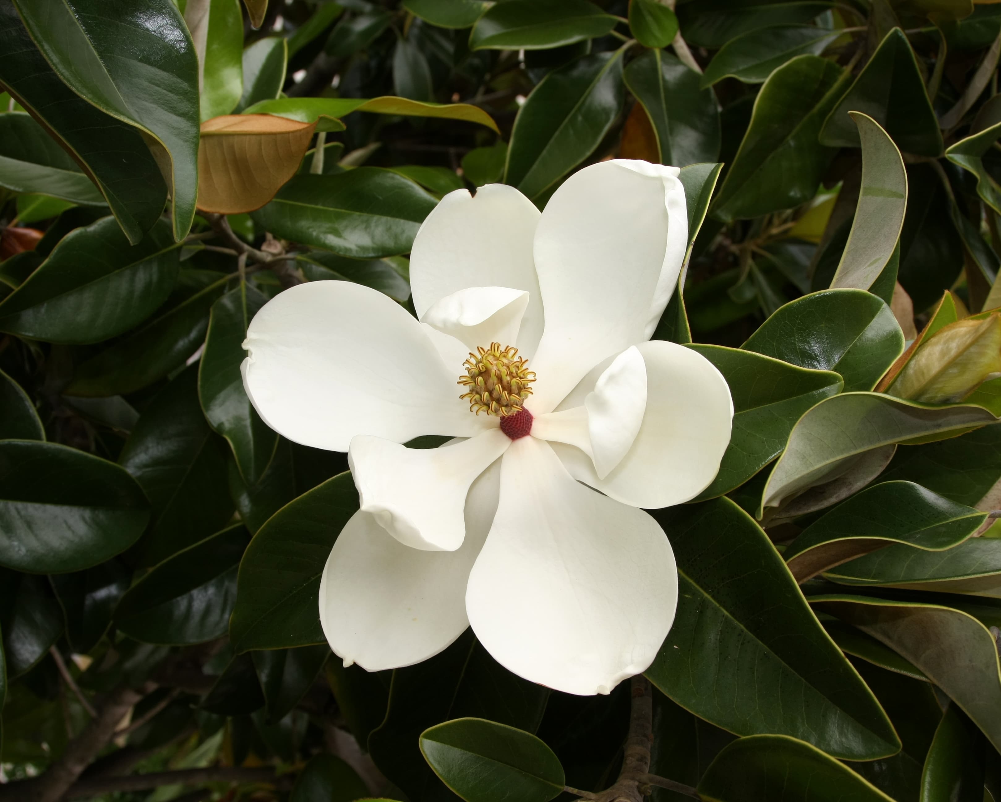 Jasmine Flowers