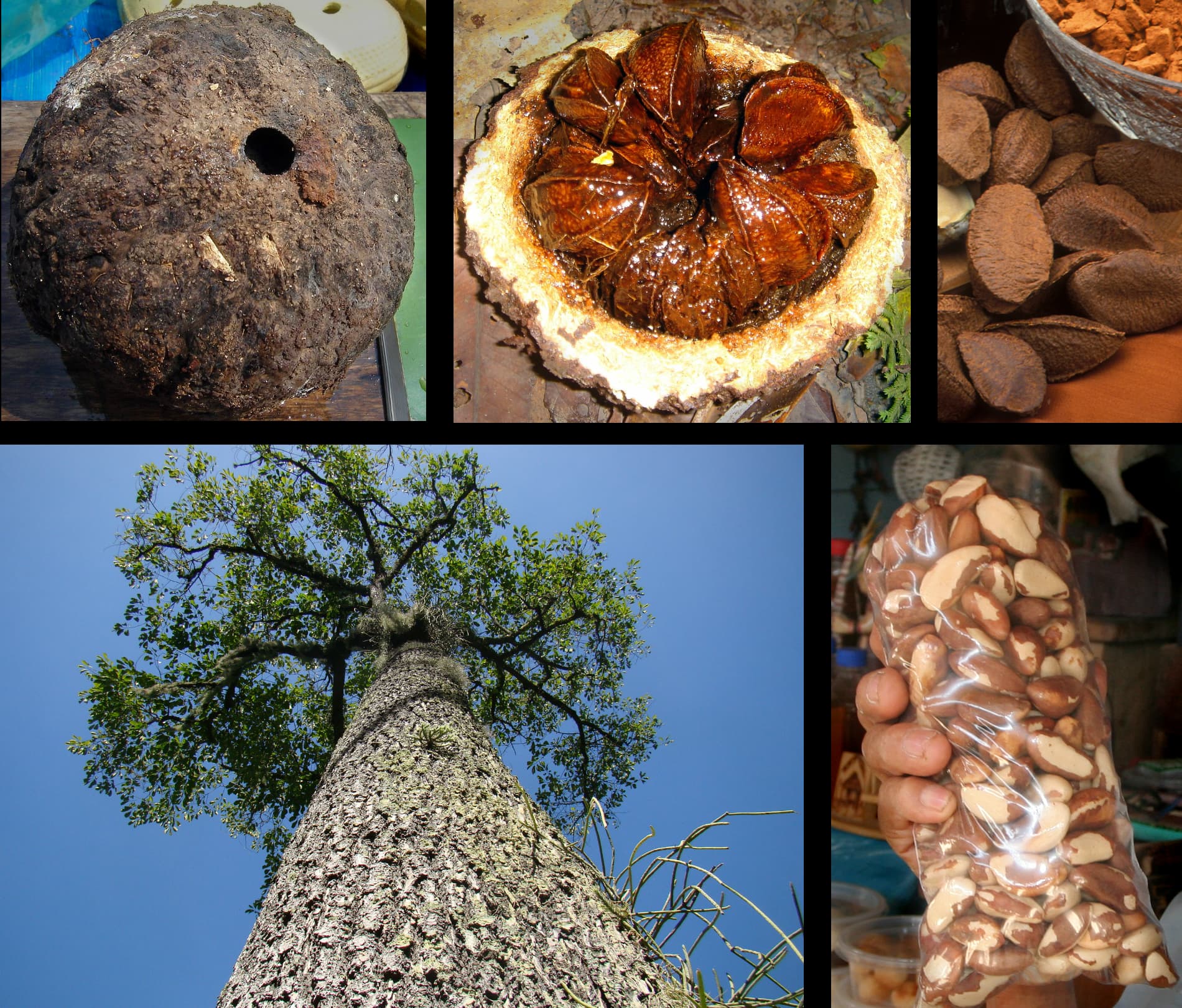 Brazil nut