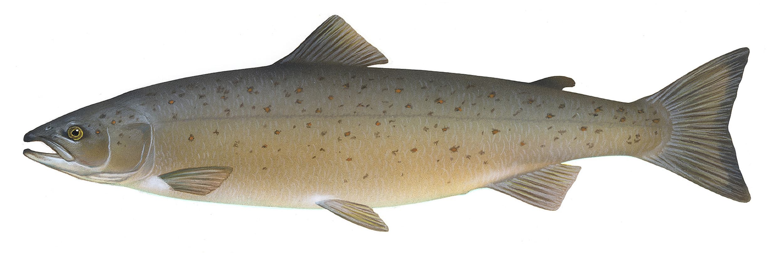 Salmon, sockeye, canned, drained solids, without skin and bones