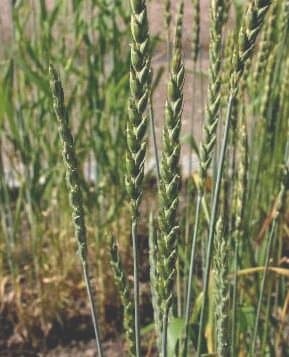Spelt, uncooked