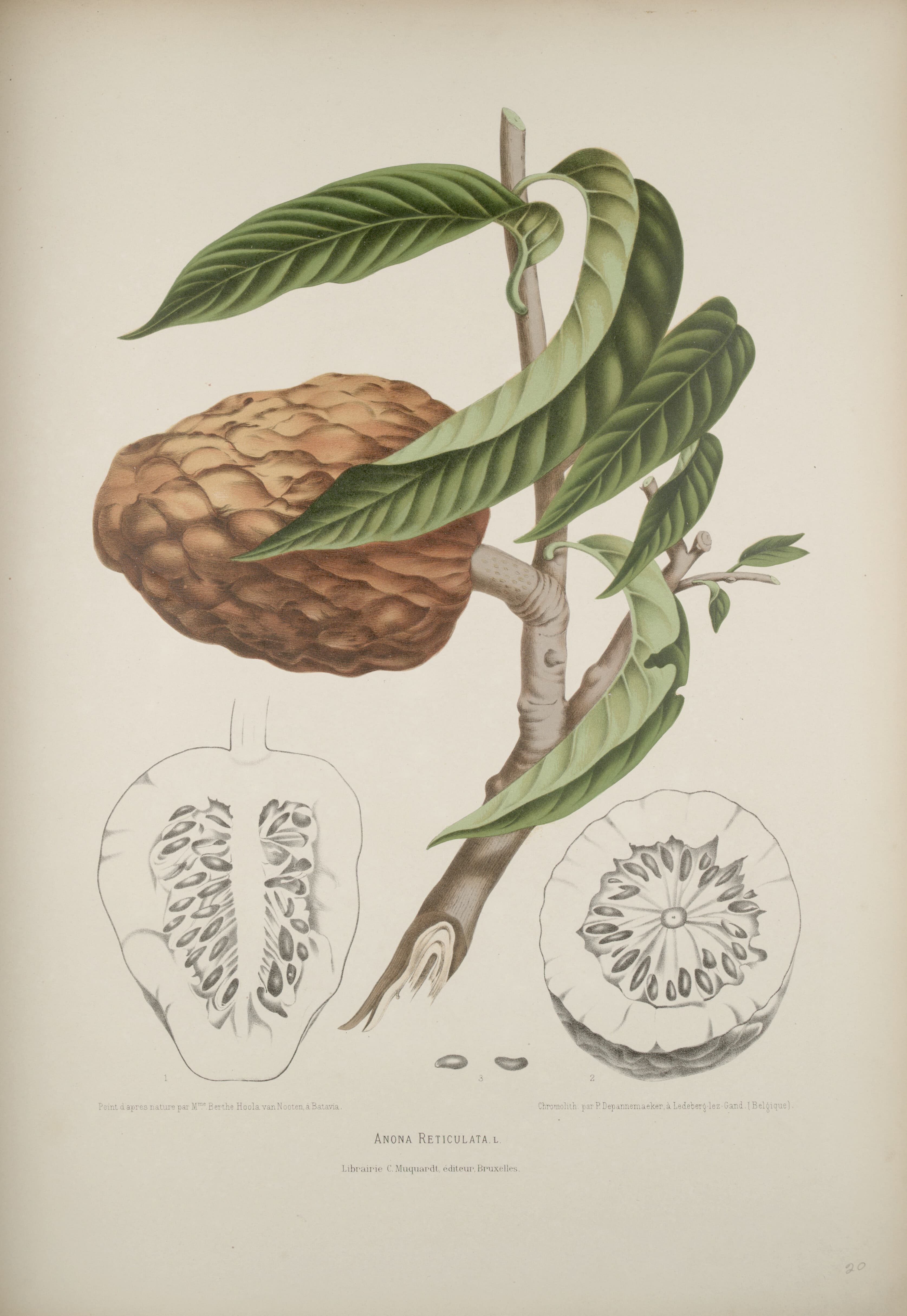 custard apple (raw)