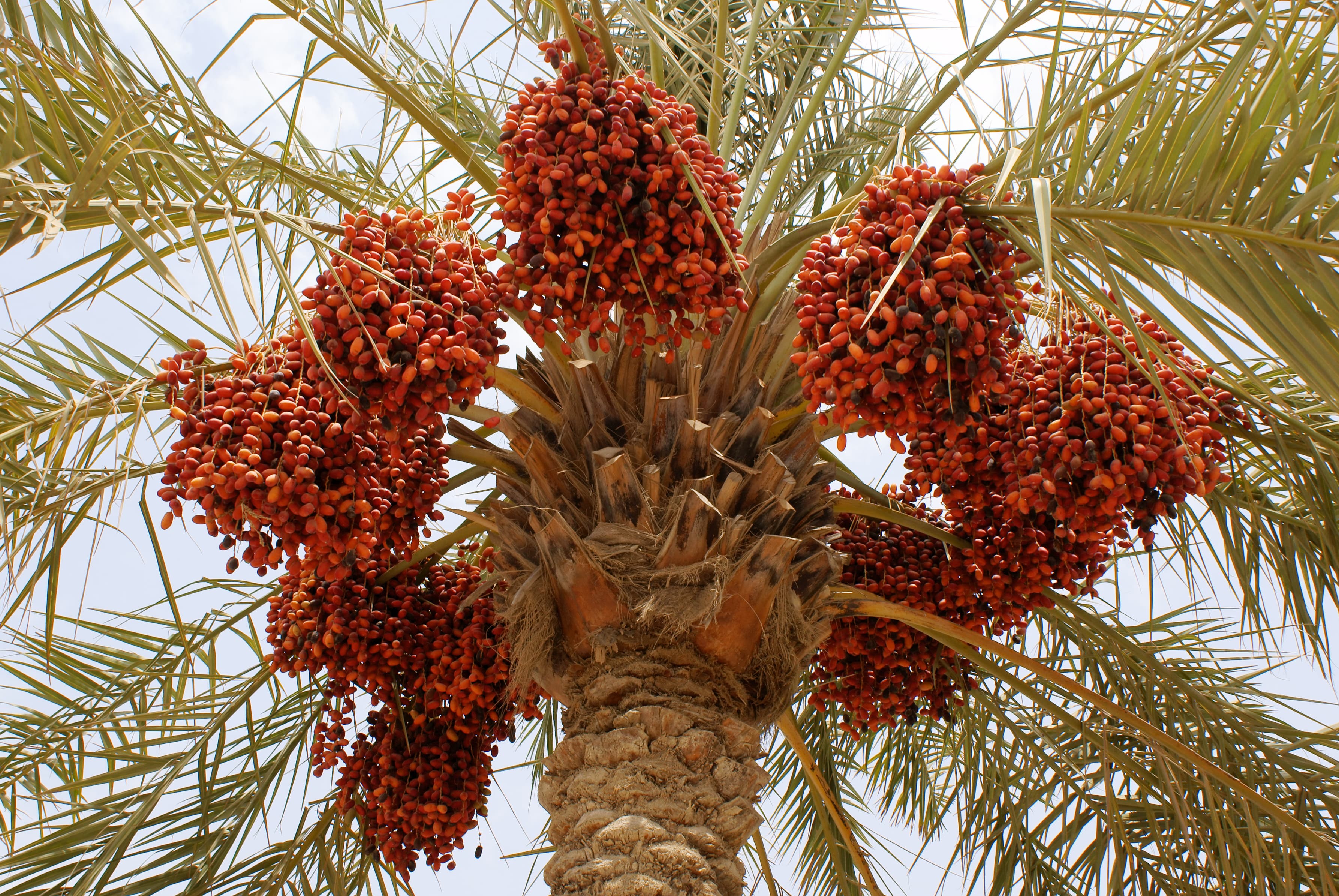 dried date