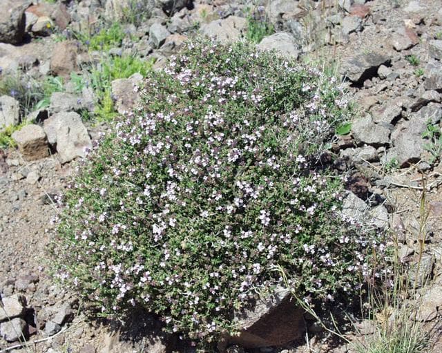 Common thyme