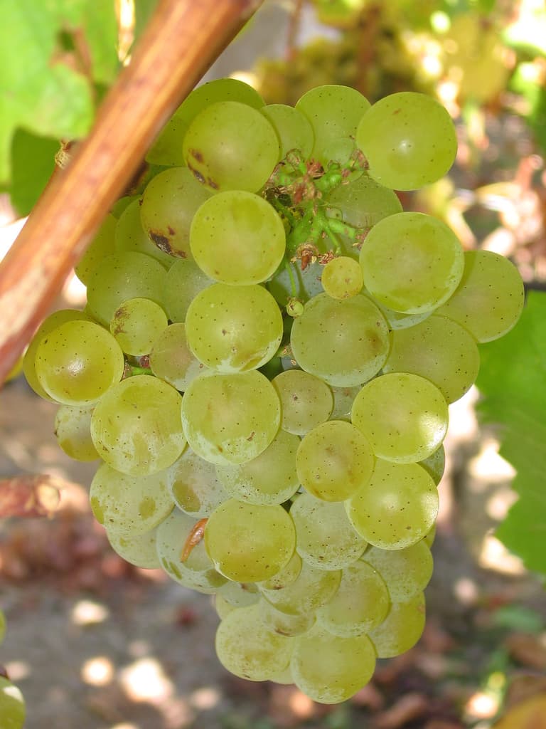 Sauvignon blanc