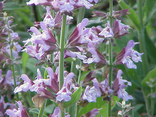 sage leaf
