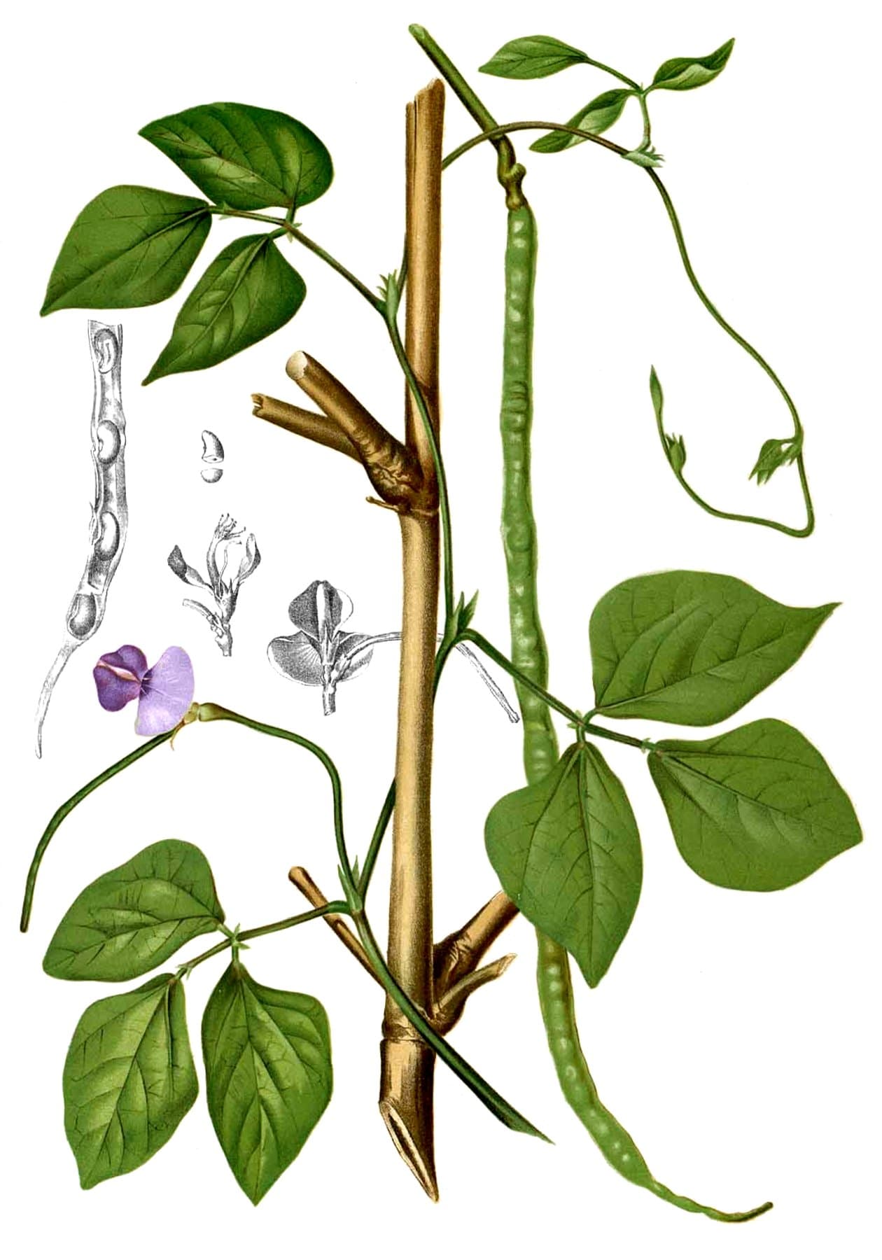 asparagus bean