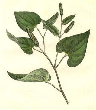 Long Pepper