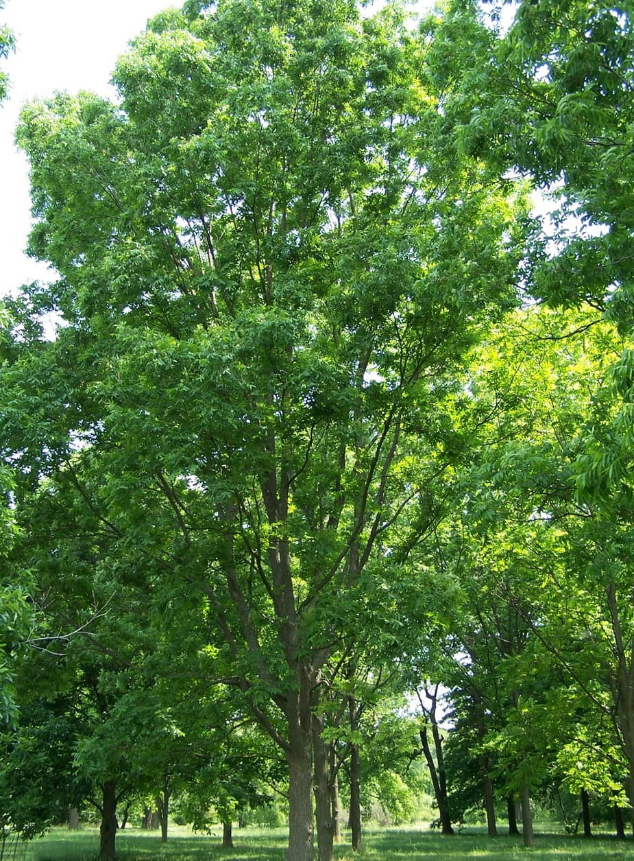 pecan nut (raw)