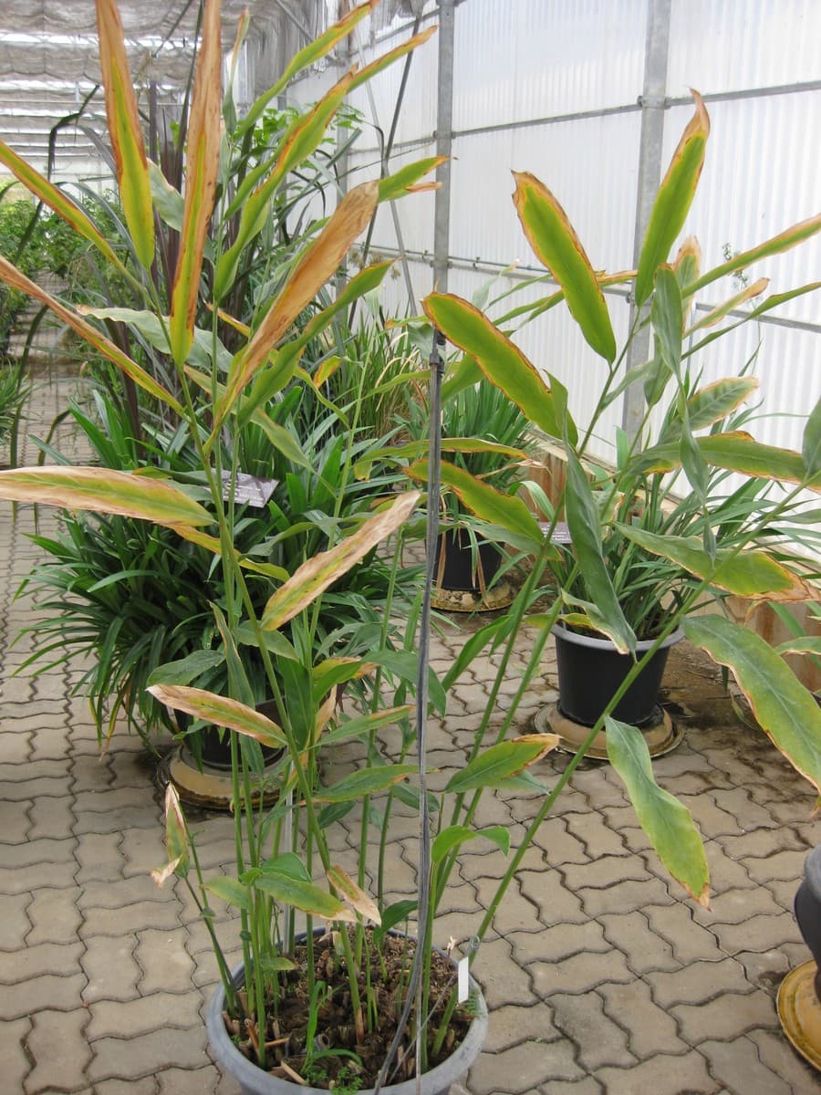 Alpinia galanga