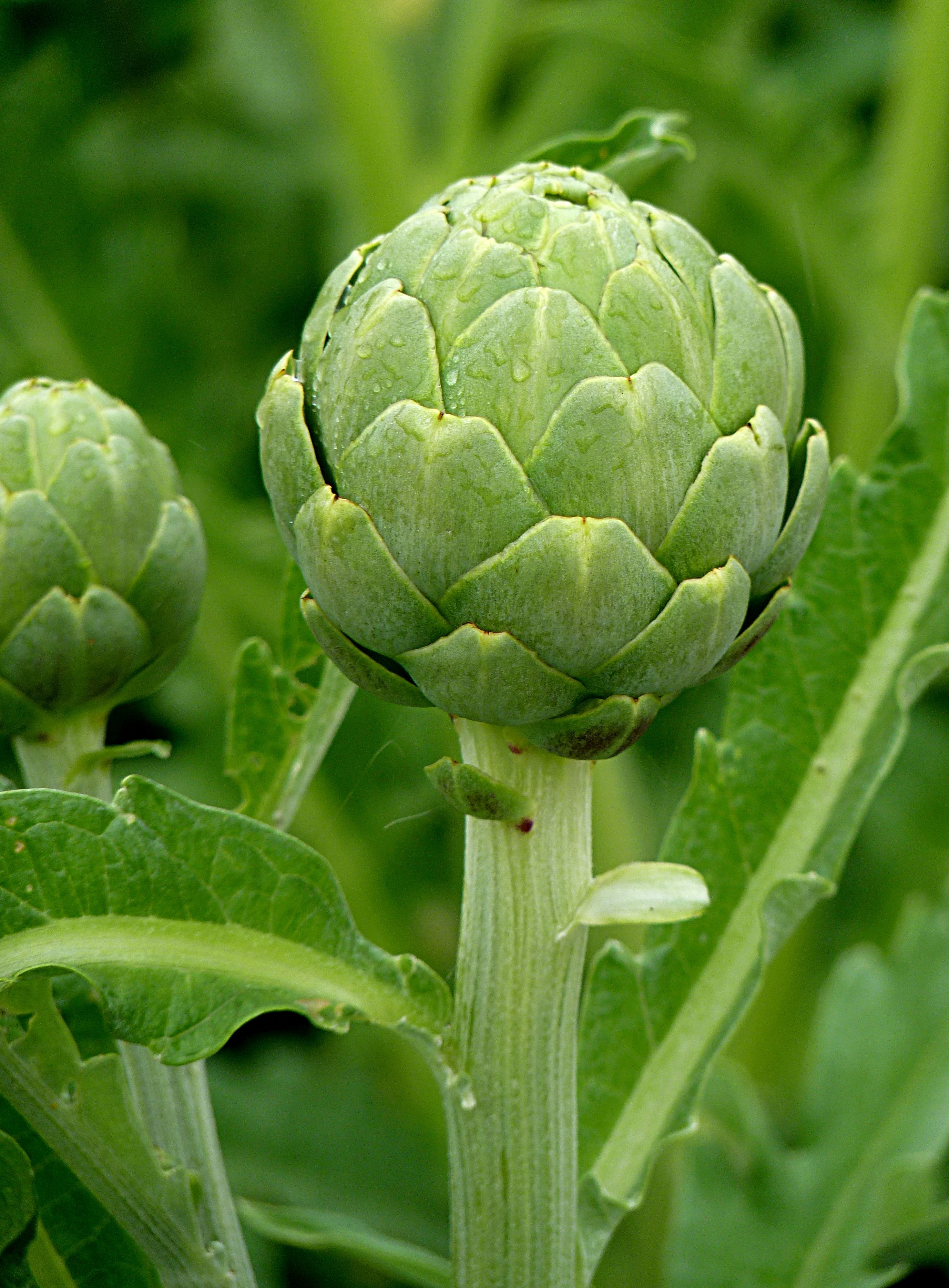 stuffed artichoke