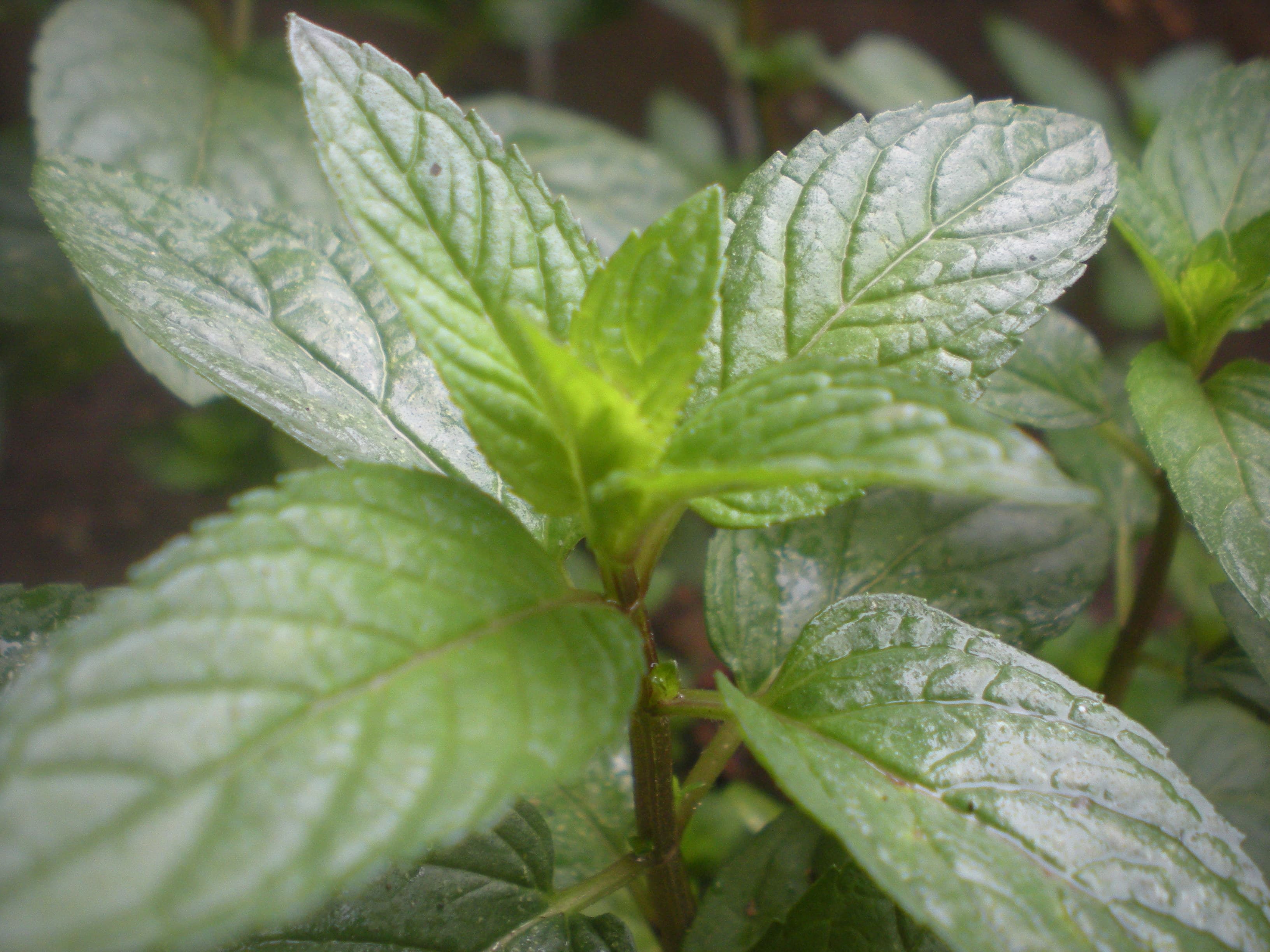 Peppermint, fresh