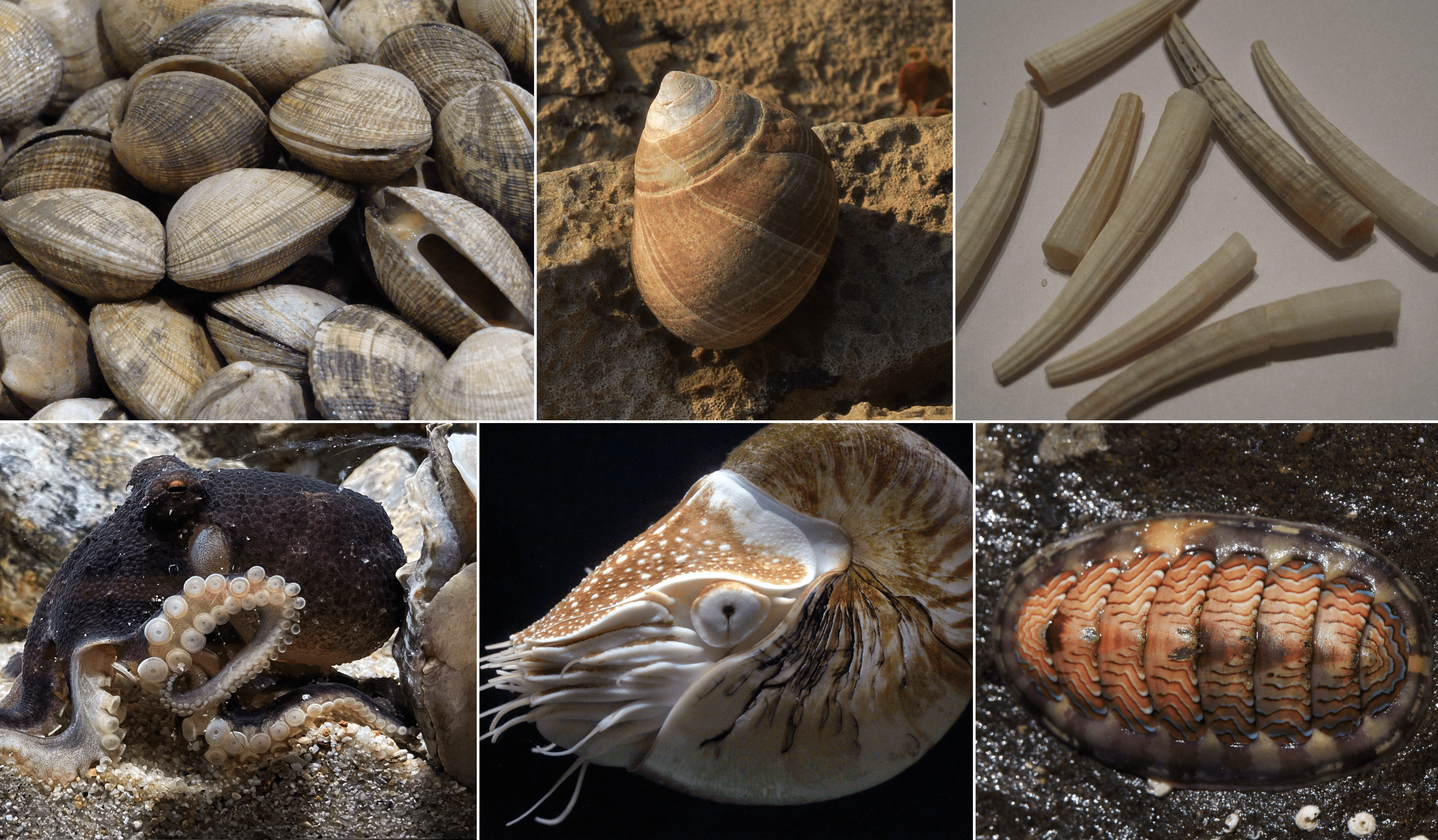 Mollusks, oyster, eastern, wild, raw