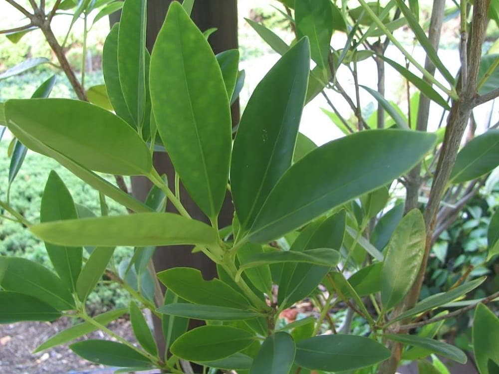 star anise