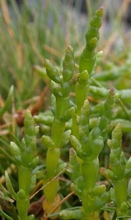 Samphire