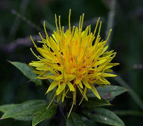 Safflower oil