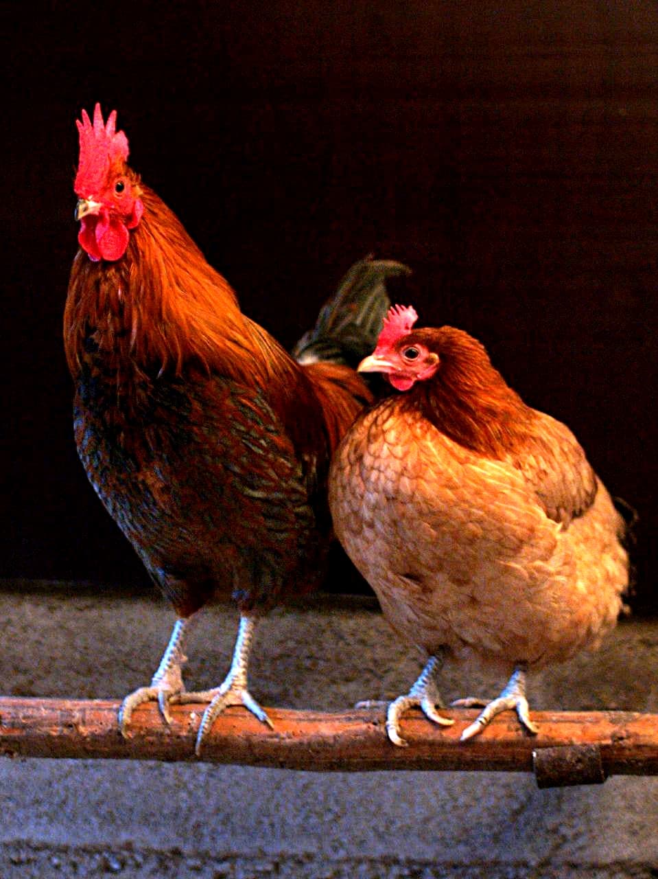 Chicken, broilers or fryers, back, meat only, cooked, fried
