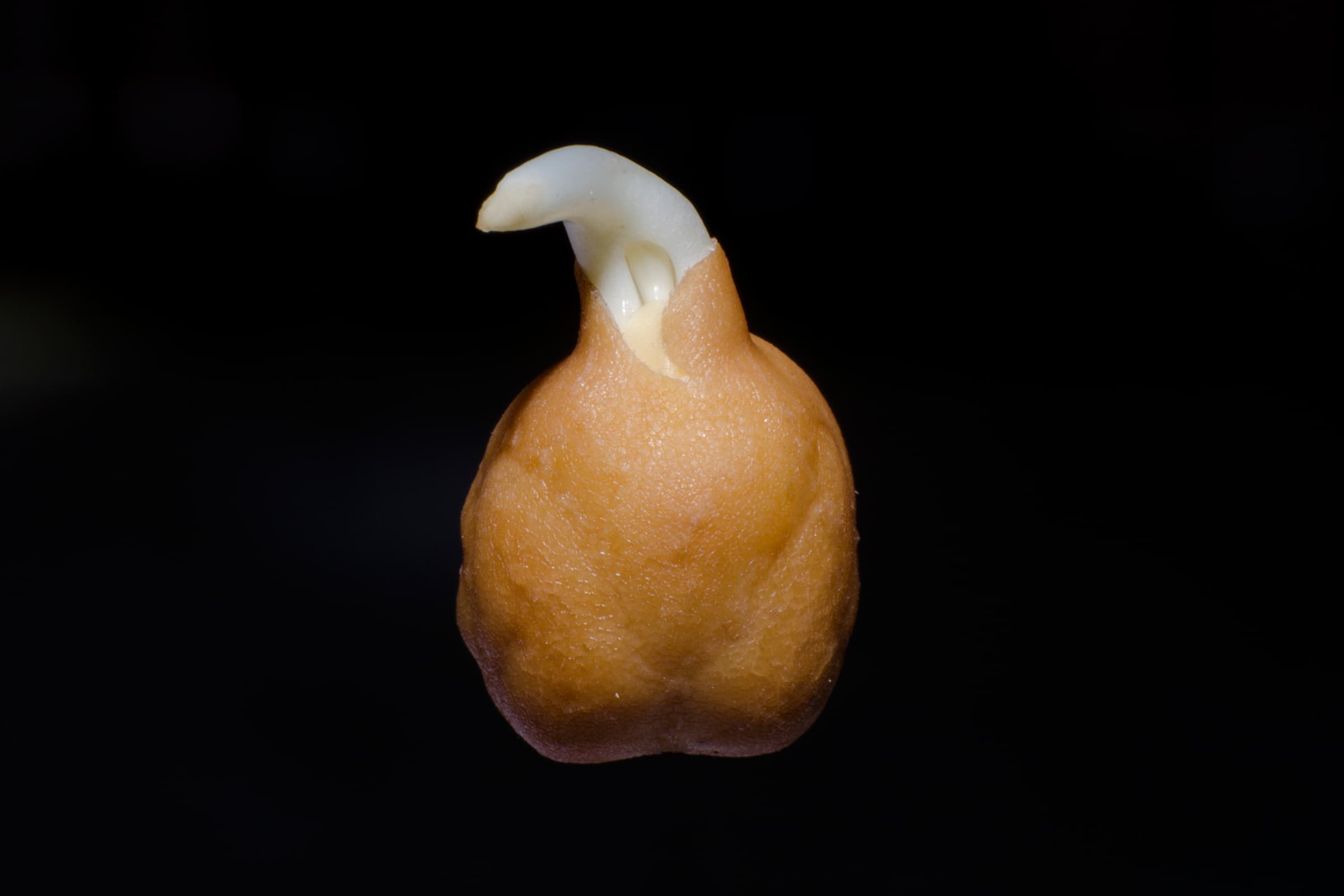 chickpea (dried)
