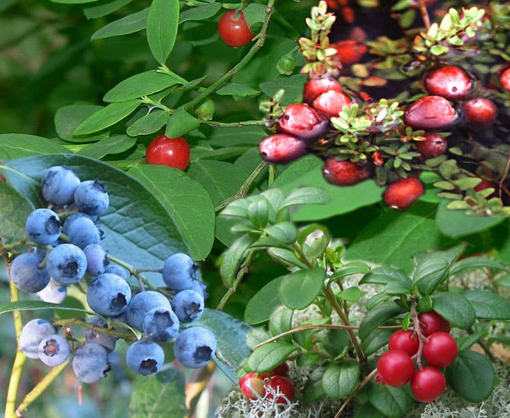Vaccinium (Blueberry, Cranberry, Huckleberry)