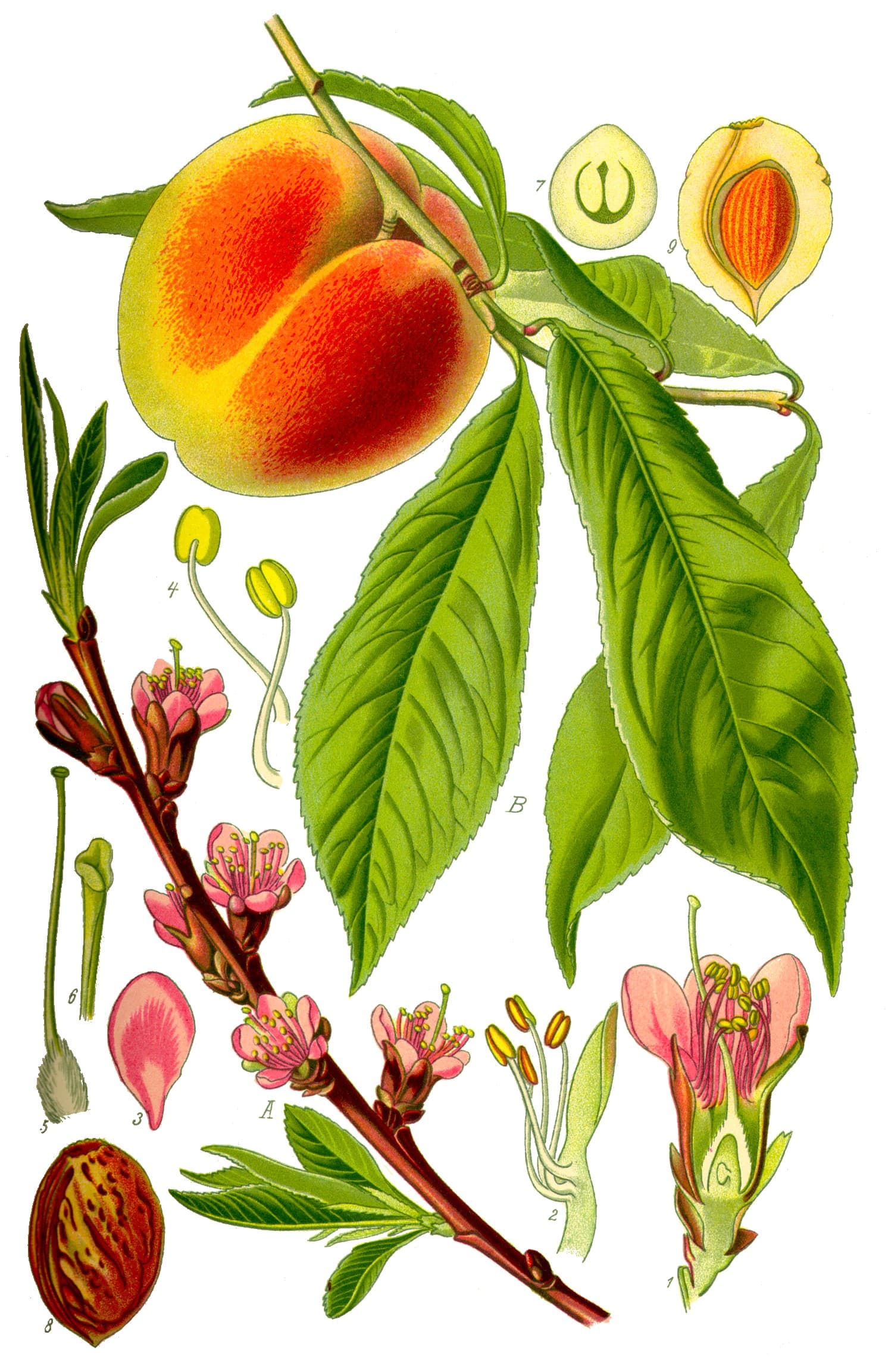 nectarine