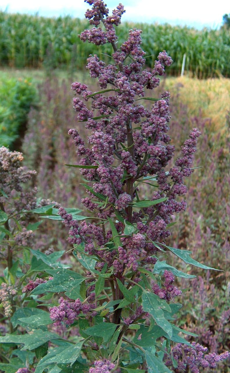 Quinoa, cooked