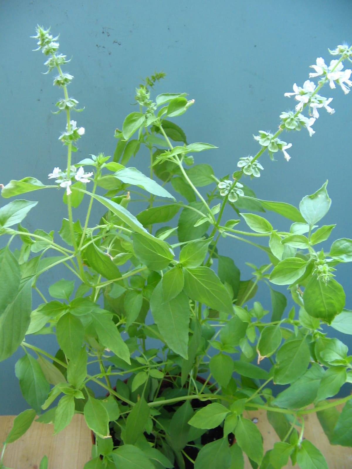 Lemon basil