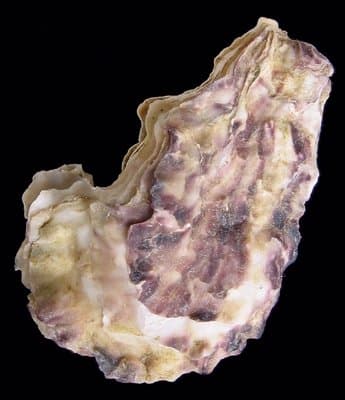 Crassostrea angulata