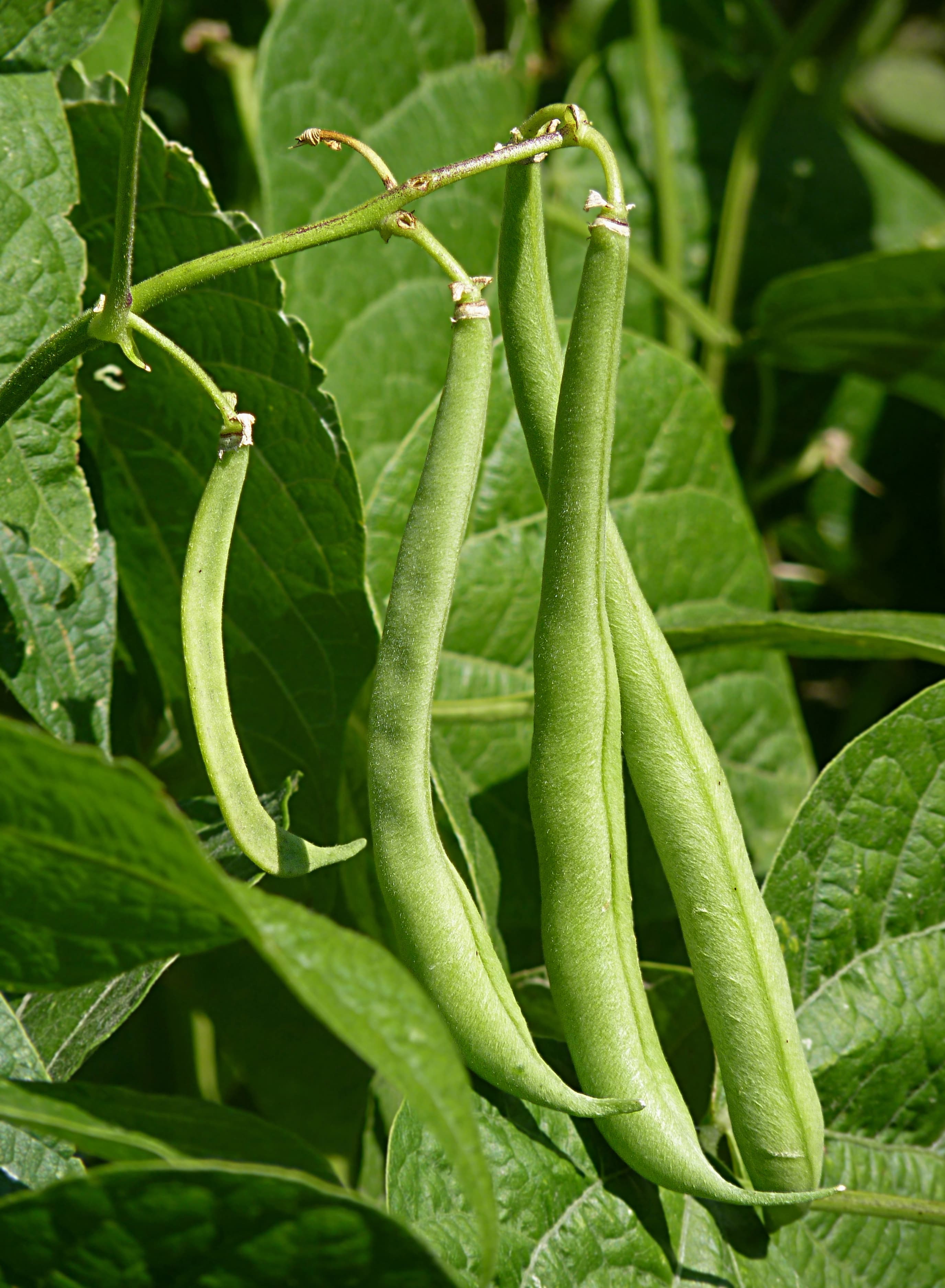 Beans, adzuki, mature seeds, raw