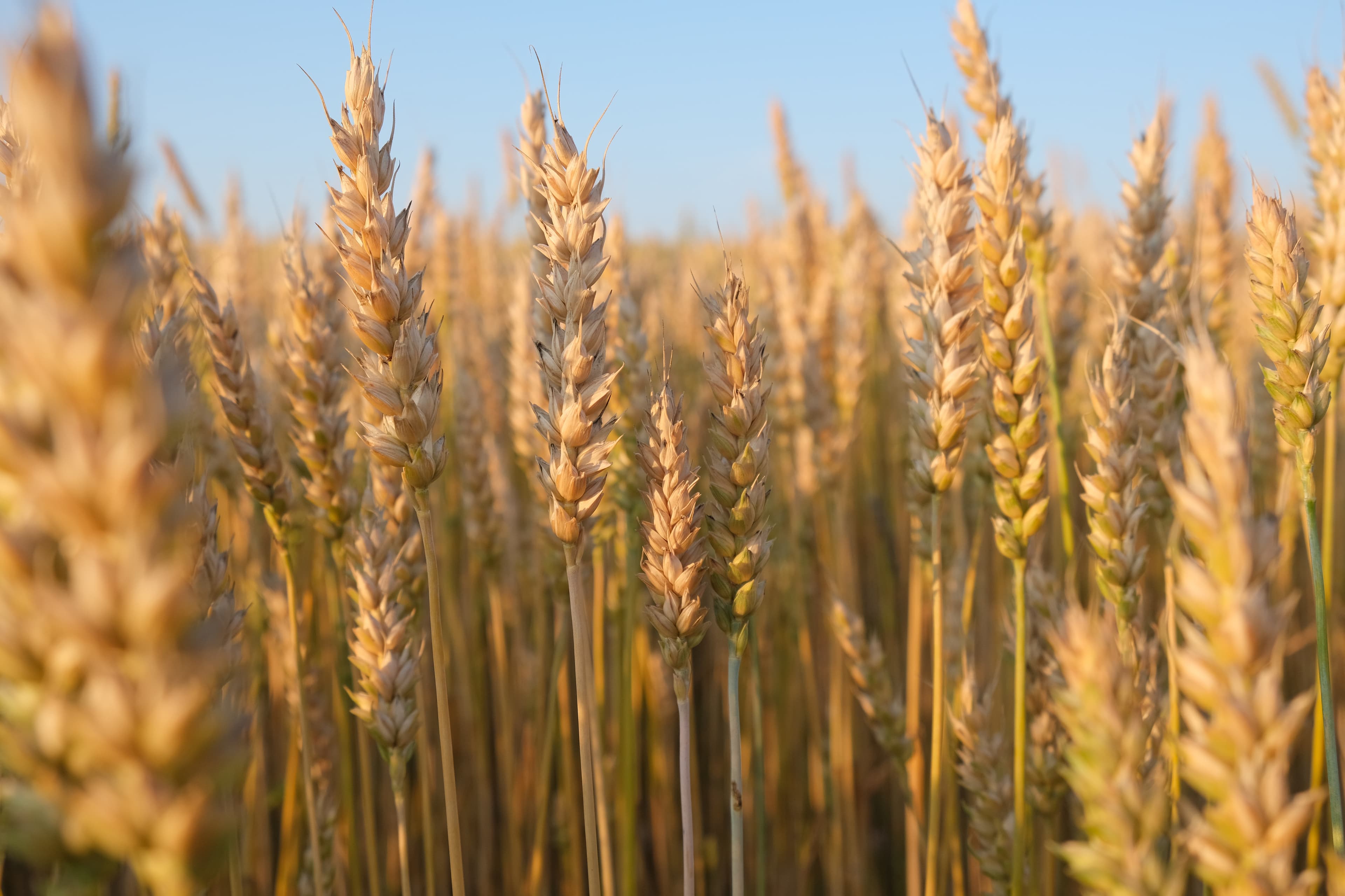 Wheat, khorasan, cooked