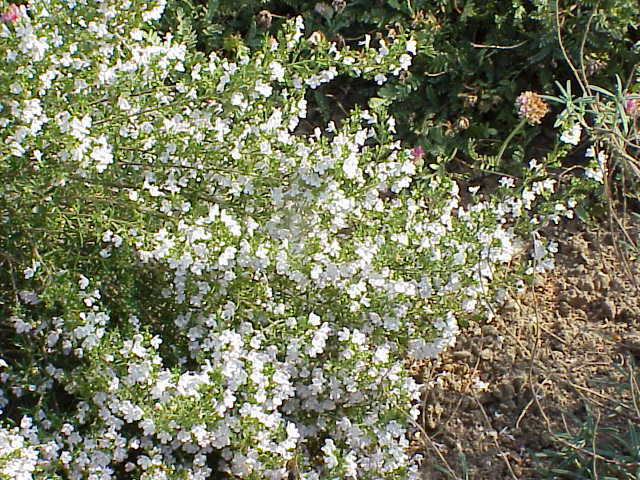 Winter savory