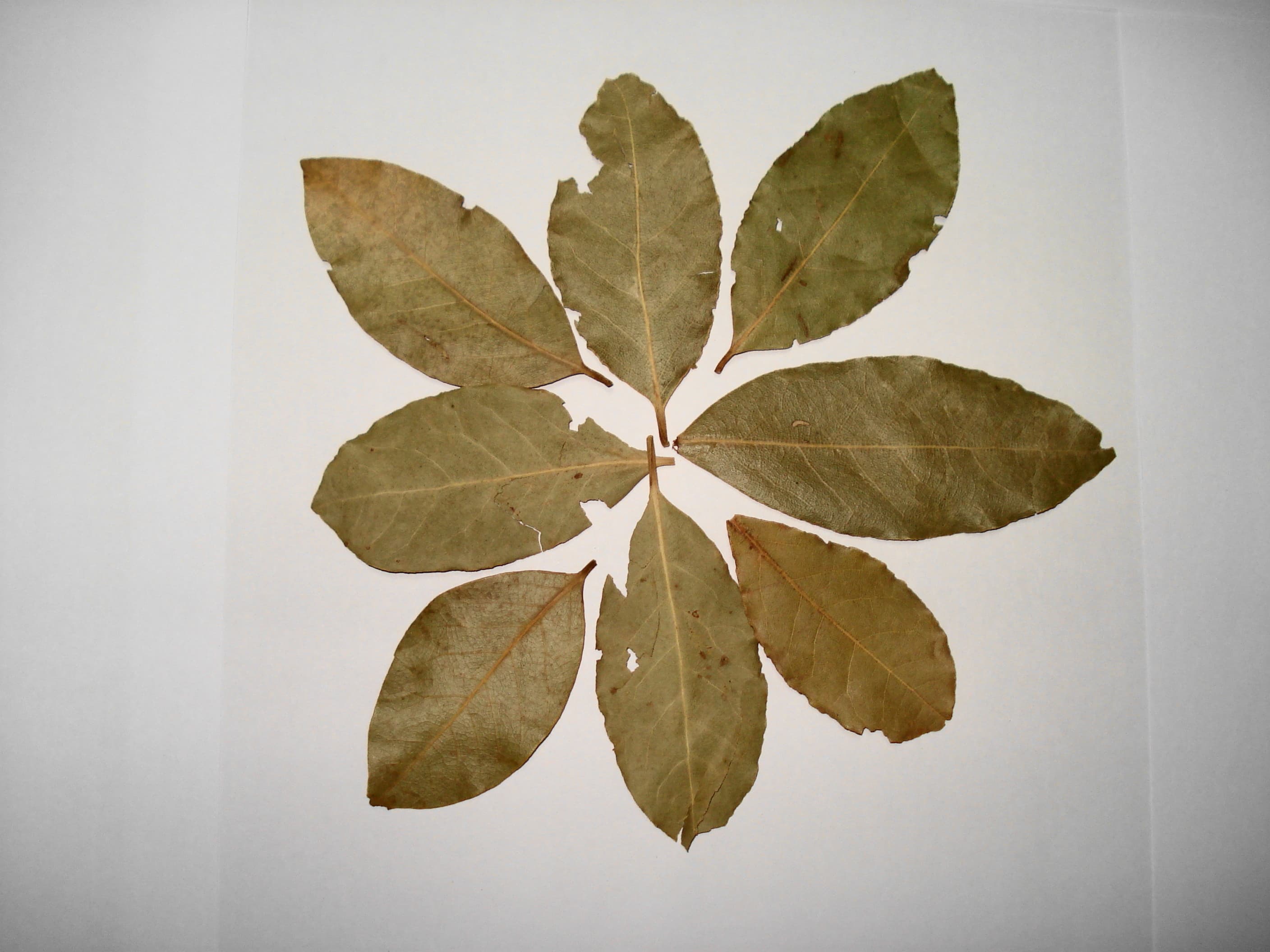 Bay Leaf