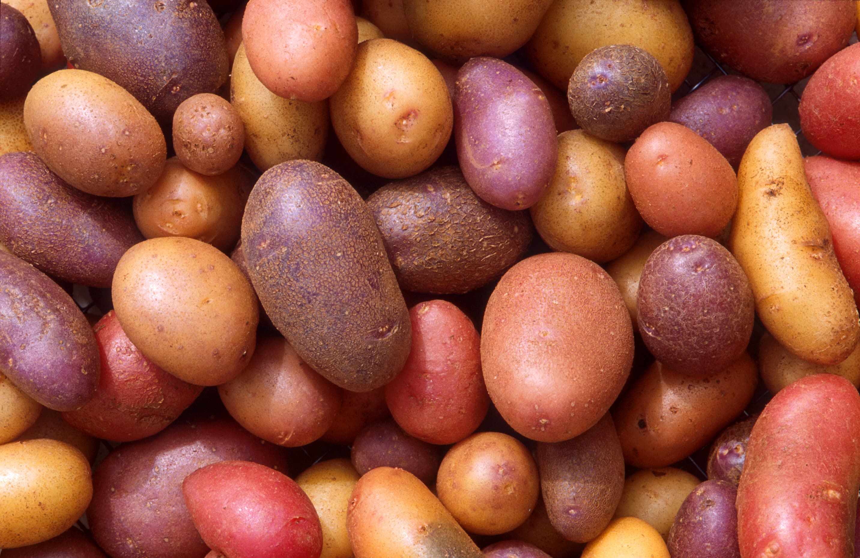 Potato, boiled with skin, skin only, with salt