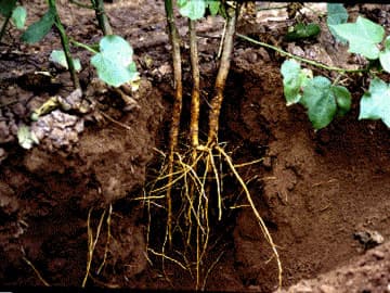 turmeric root