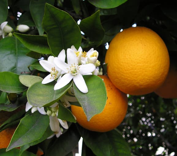 citrus fruit