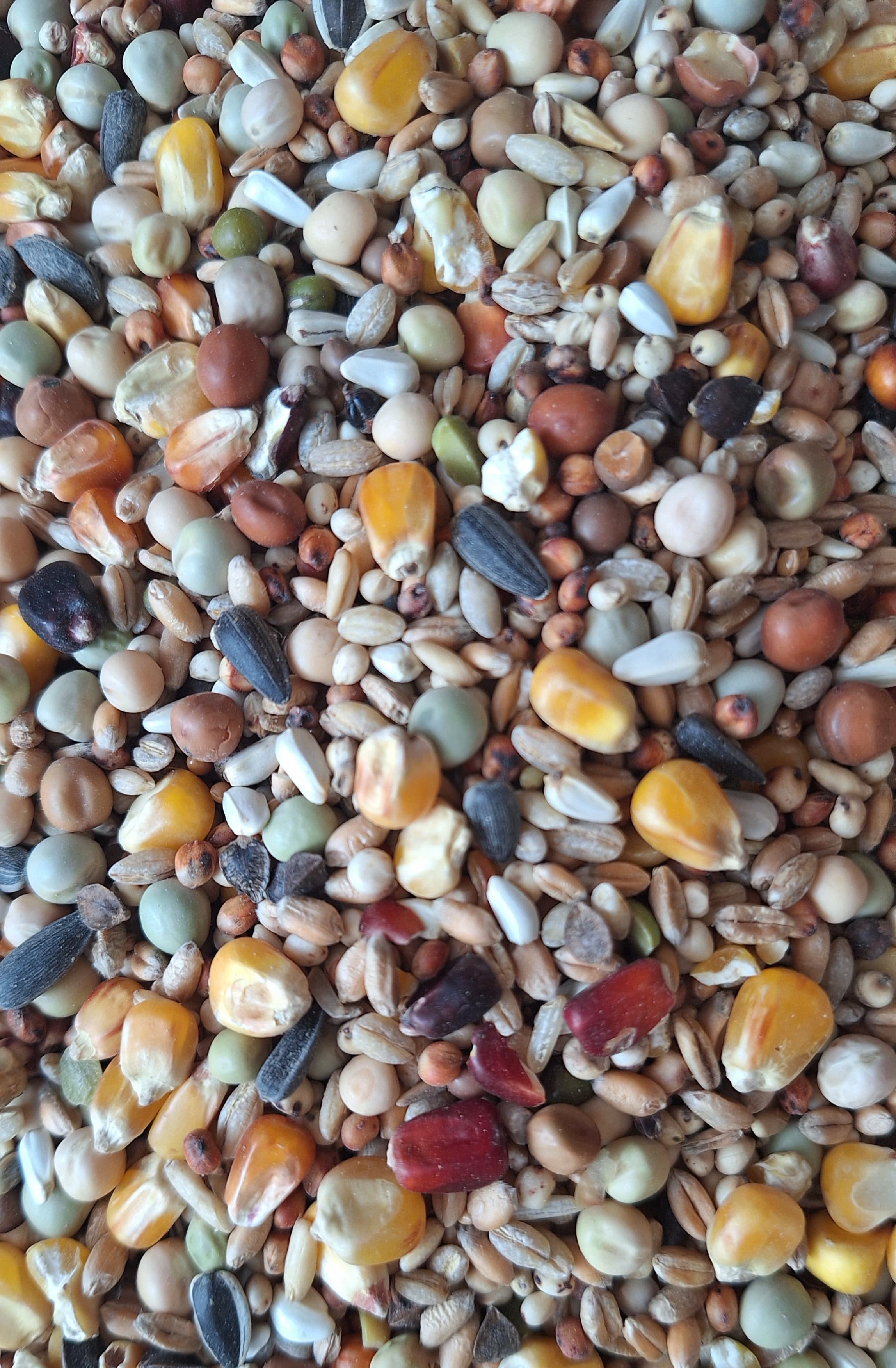 Buckwheat Groats