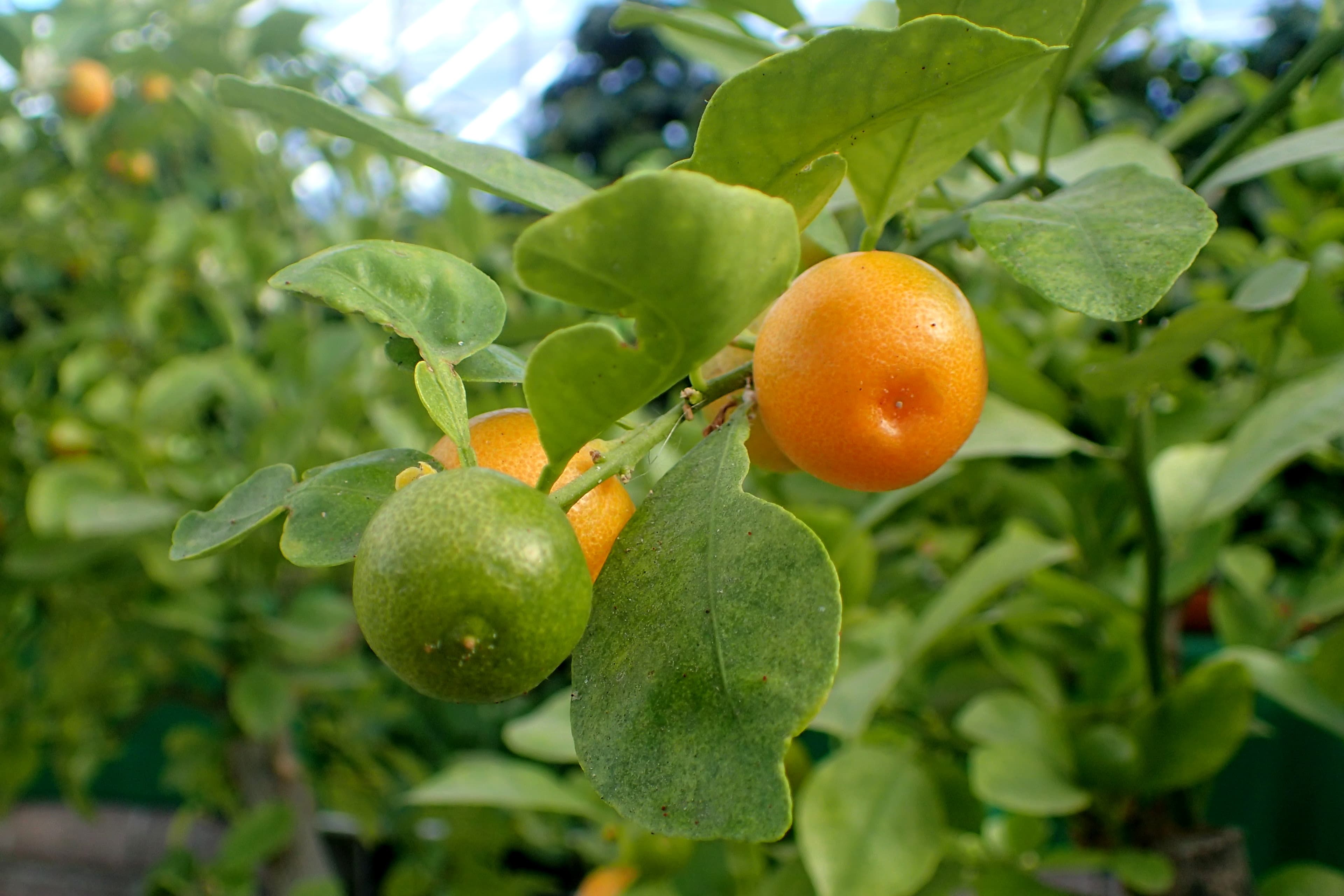 calamansi