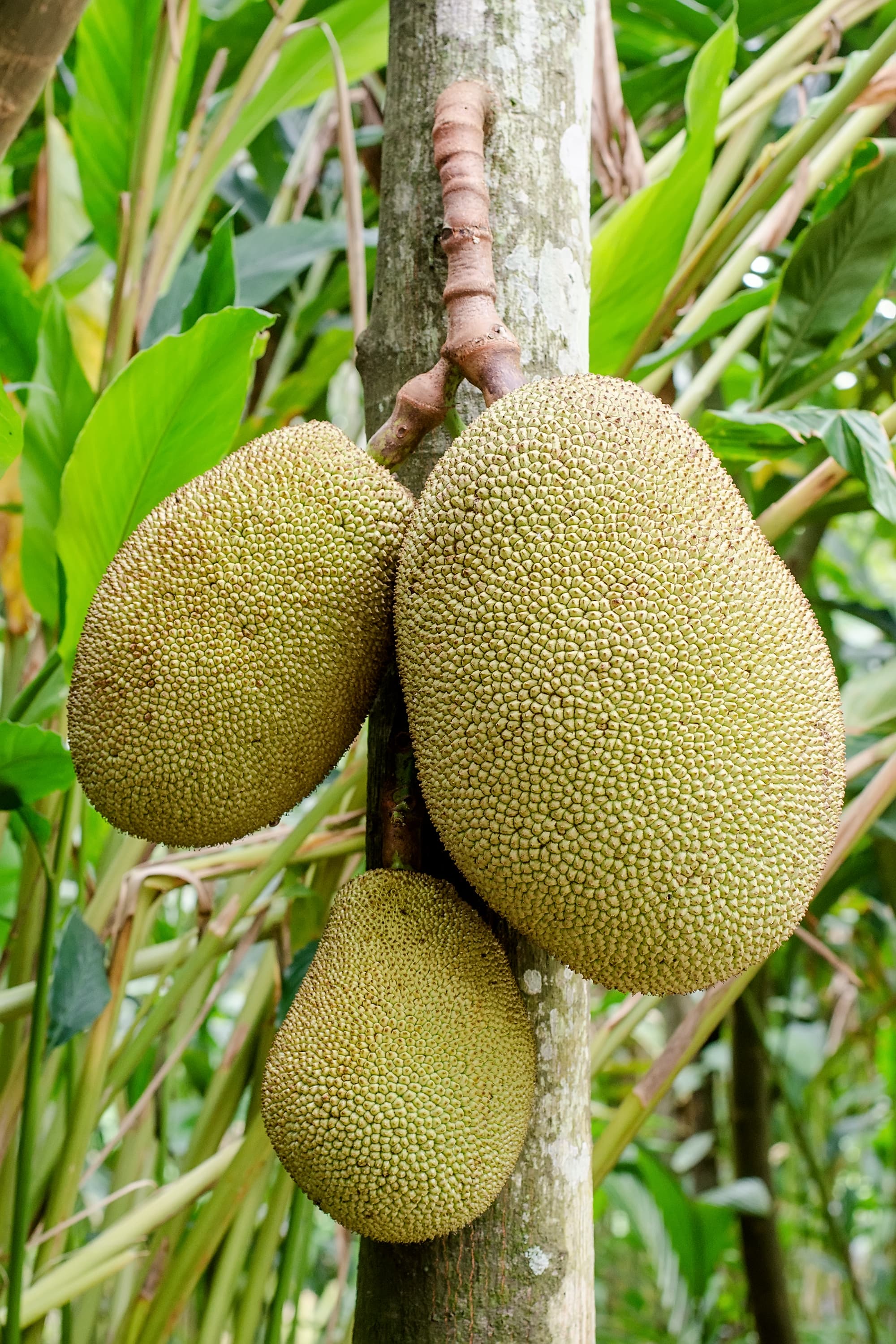 Jackfruit, canned, syrup pack