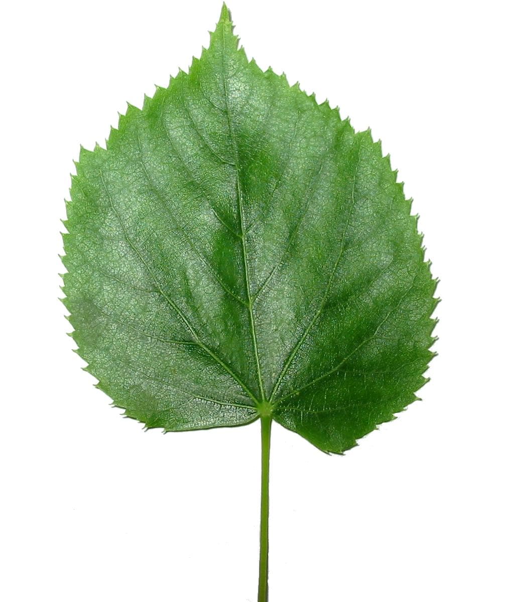 parsley leaf (whole or pieces)