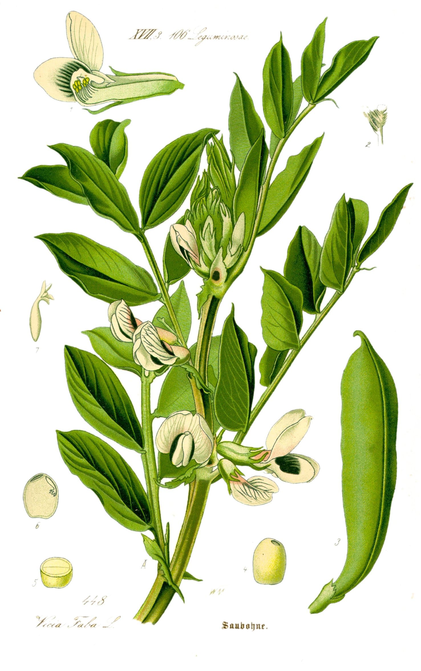 fava bean