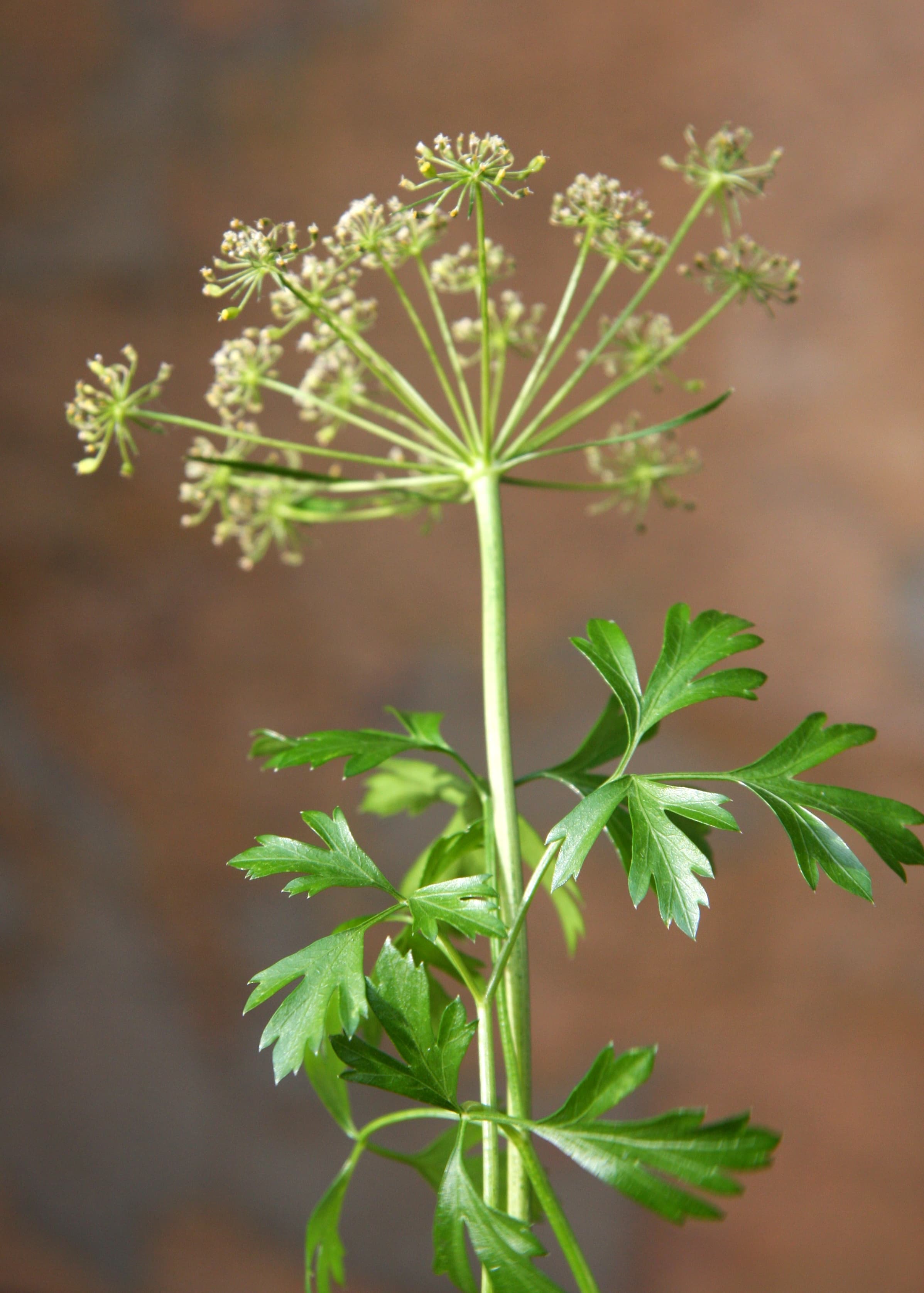 Parsley, freeze-dried